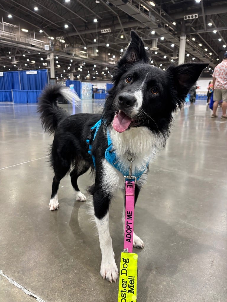 Photo of Cavatelli, adoptable Border Collie in Texas