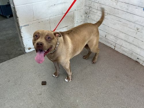 Photo of Magnolia, adoptable Pit Bull Terrier in San Bernardino, California