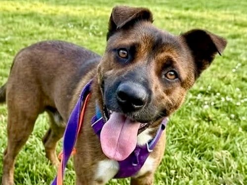 Photo of Jason, adoptable German Shepherd Dog in Martinez, California