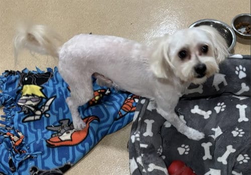Photo of Simba, adoptable Maltese in Placerville, California