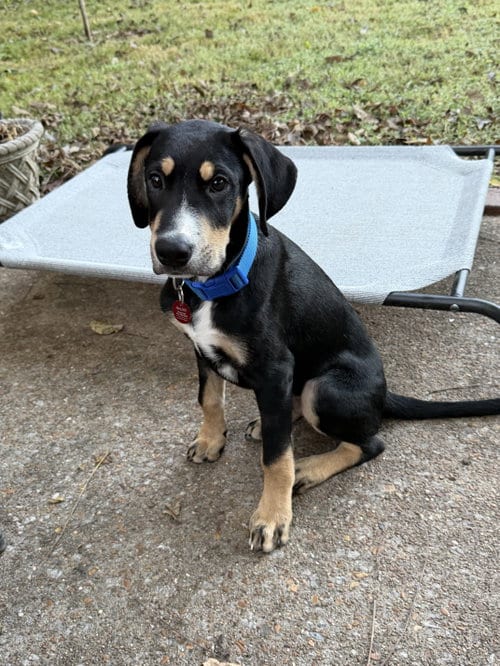 Photo of Kale (m), adoptable Hound in Nashville, Tennessee
