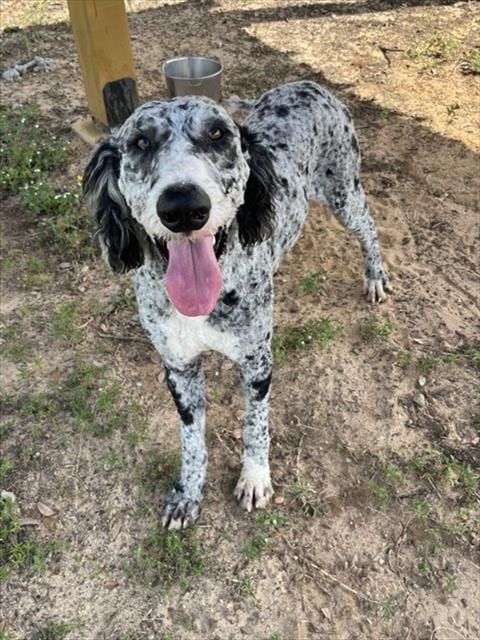Photo of Marble, adoptable Poodle (Standard) in Augusta, Georgia