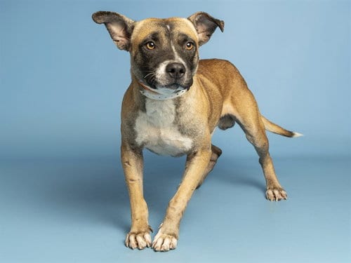 Photo of Oogie Boogie, adoptable American Pit Bull Terrier in Phoenix, Arizona
