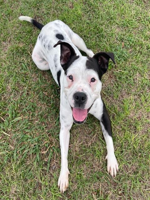 Photo of Dixie, adoptable American Bulldog in Conroe, Texas
