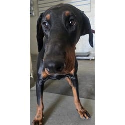 Photo of Remy, adoptable Doberman Pinscher in San Bernardino, California