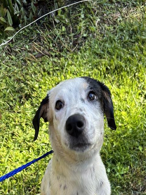Photo of Poppy, adoptable Labrador Retriever in Miami, Florida
