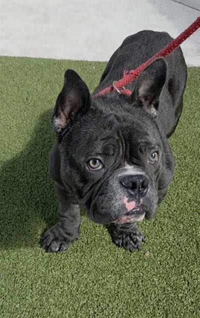 Photo of Tico, adoptable French Bulldog in Fort Lauderdale, Florida