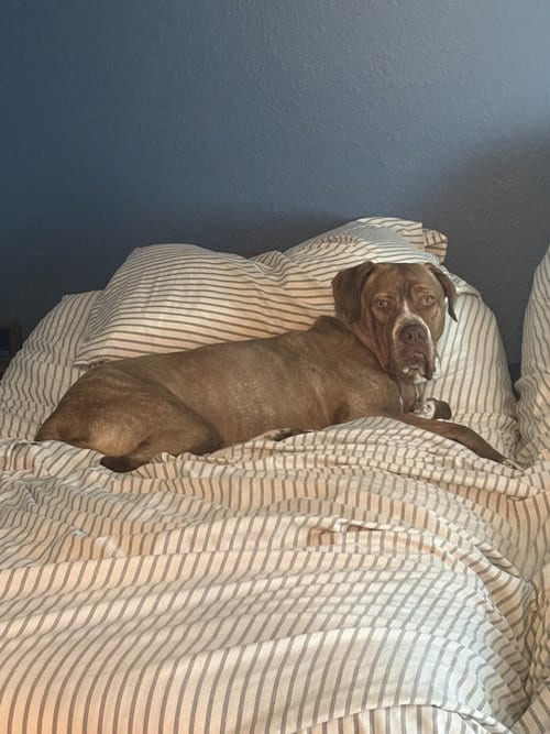 Photo of Breena, adoptable Pit Bull Terrier in Chula Vista, California