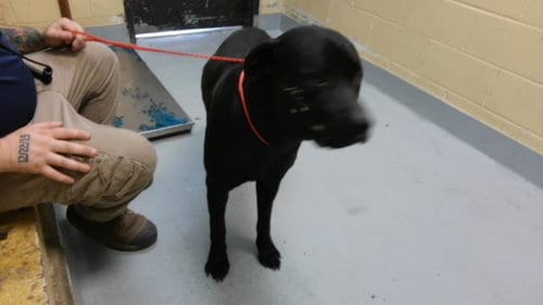 Photo of Moose, adoptable Mastiff in Tulsa, Oklahoma
