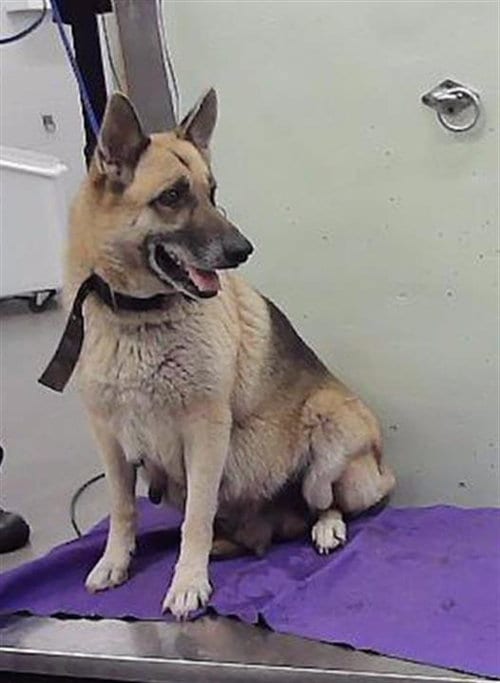 Photo of Rose, adoptable German Shepherd Dog in Houston, Texas