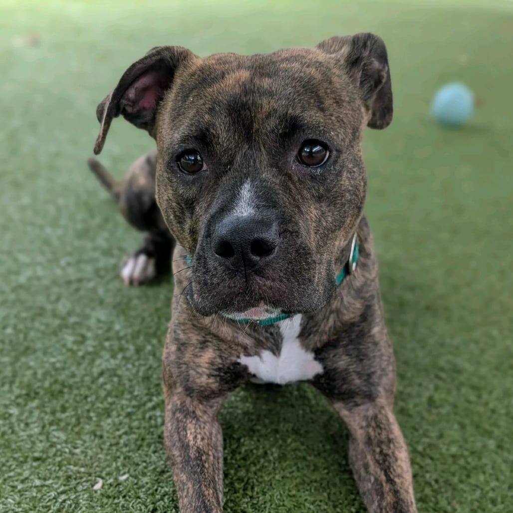 Photo of Halo, adoptable Terrier, Pit Bull in Greensboro, North Carolina