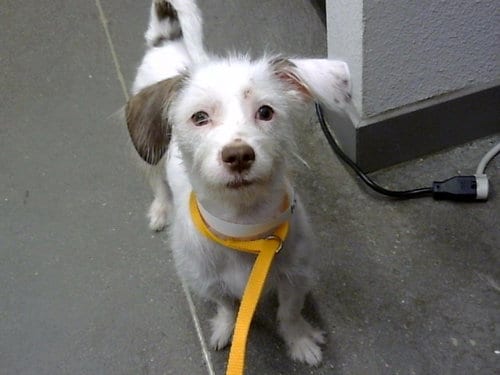 Photo of Miss Pickles, adoptable Parson Russell Terrier in Mesa, Arizona