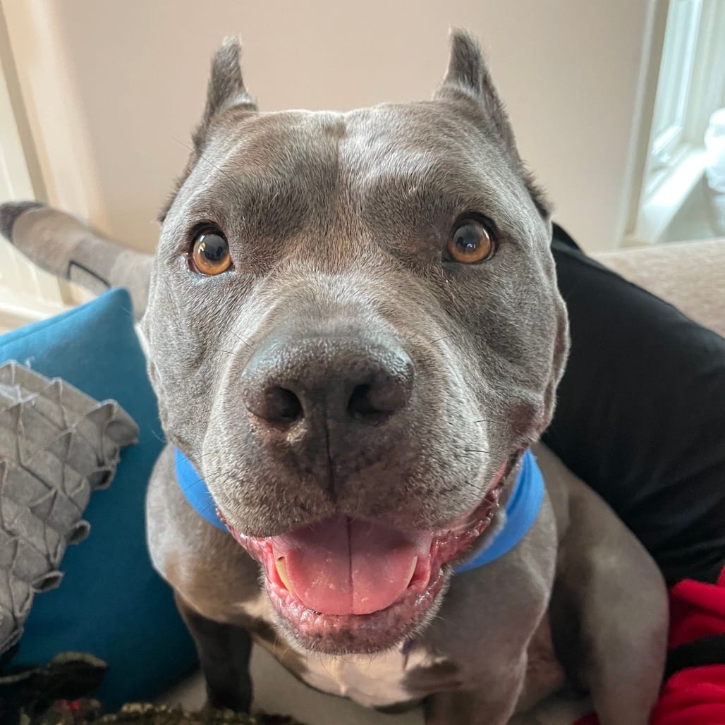 Photo of Butternut, adoptable Mixed Breed (Medium) in San Francisco, California