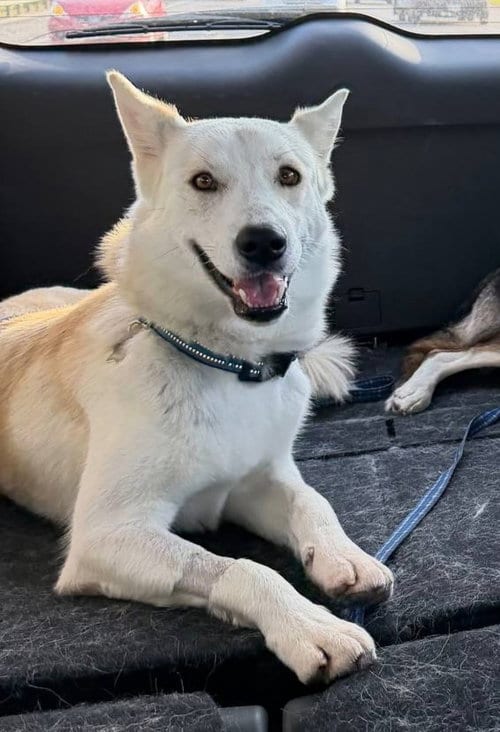 Photo of Diesel, adoptable Siberian Husky in Carrollton, Texas