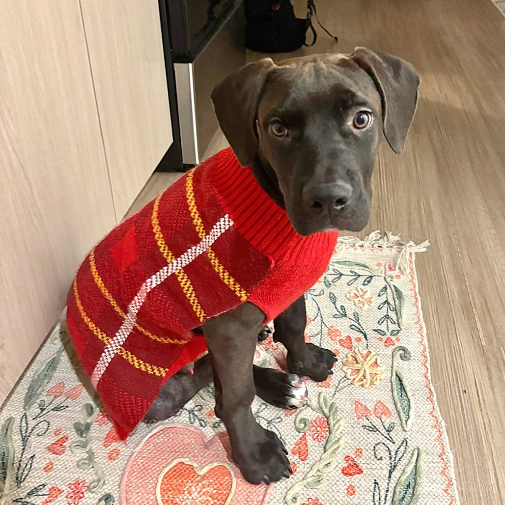 Photo of Marvin D71065, adoptable Bulldog, American / Mixed Breed (Medium) in Minnesota, Minnesota