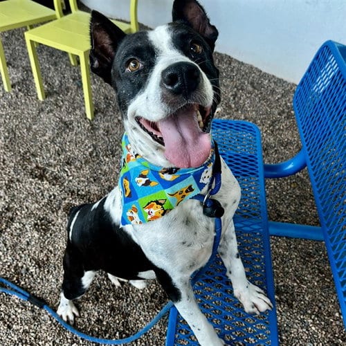 Photo of Ribbit, adoptable American Pit Bull Terrier in Mesa, Arizona