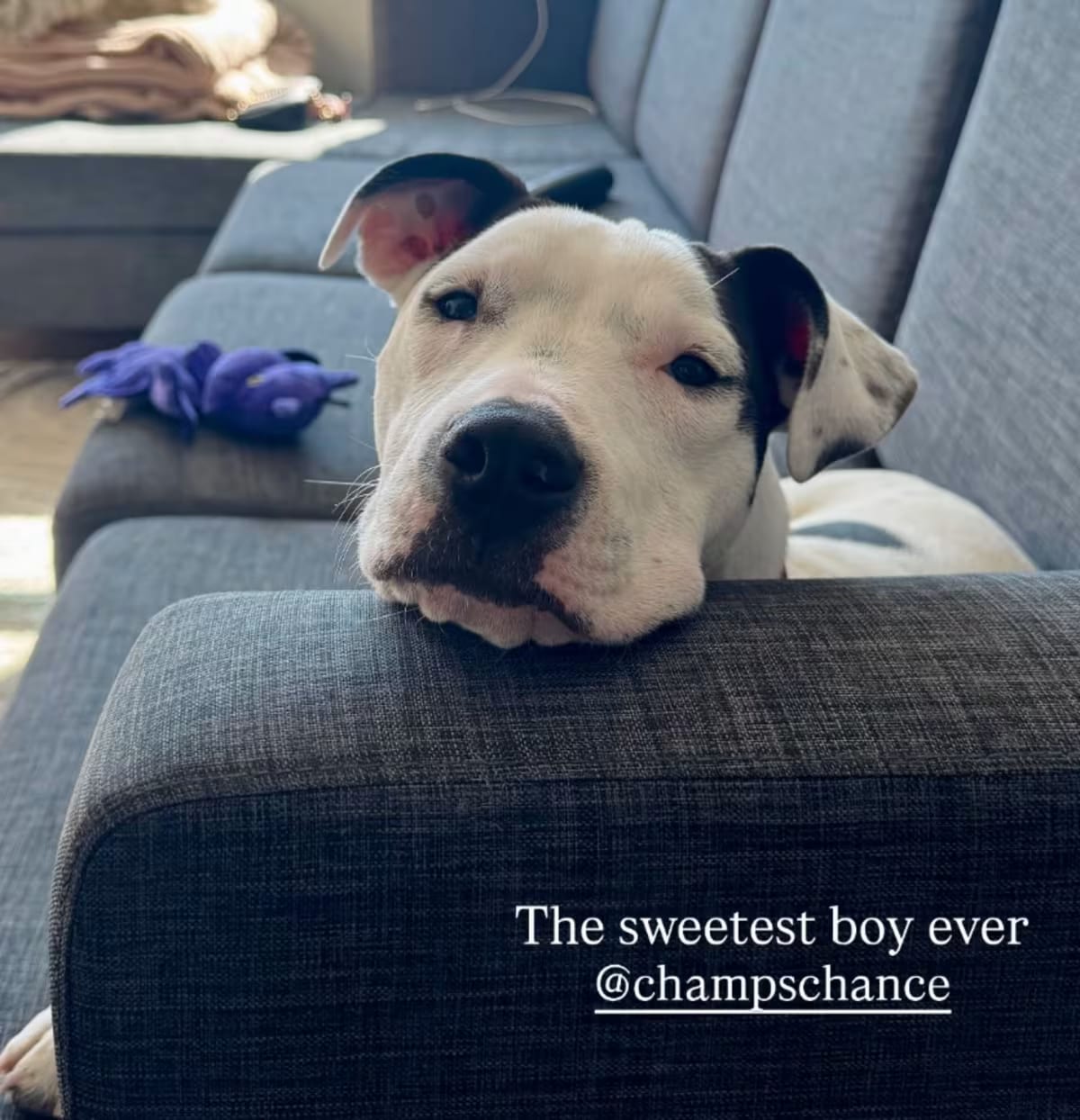 Photo of Bagel, adoptable American Bulldog/Mixed Breed (Medium) in QUINCY, Florida