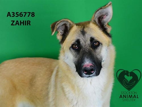 Photo of Zahir, adoptable German Shepherd Dog in Stockton, California