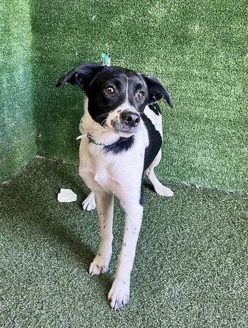 Photo of Alvin, adoptable Queensland Heeler in Lancaster, California