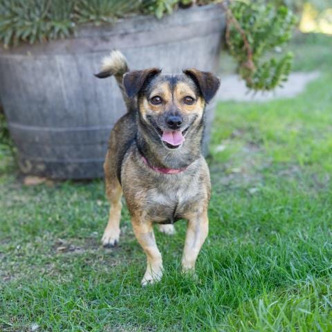 Photo of Madge, adoptable Chihuahua in Camarillo, California