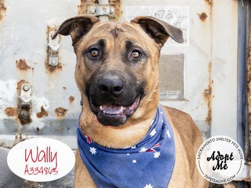 Photo of Wally, adoptable German Shepherd Dog in Stockton, California