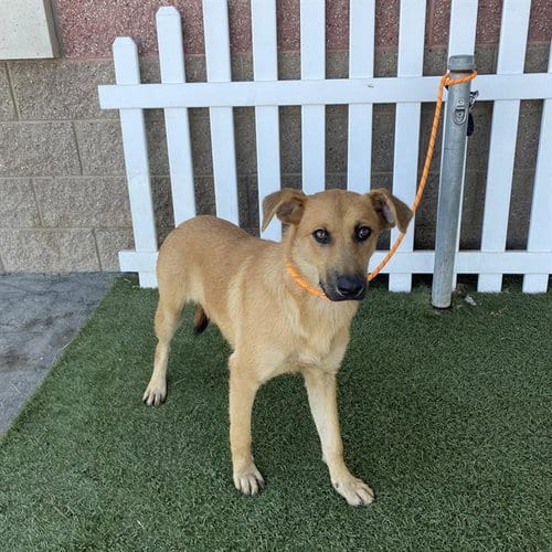 Photo of A614656, adoptable German Shepherd Dog in Modesto, California