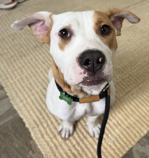 Photo of Dumpling, adoptable Pit Bull Terrier in Seattle, Washington
