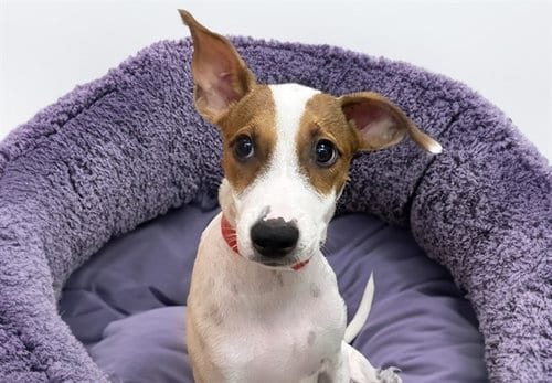 Photo of Sofie, adoptable Australian Kelpie in Ft Lauderdale, Florida