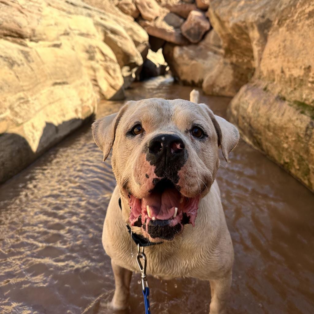 Photo of Optimus, adoptable Mixed Breed (Large) in Kanab, Utah