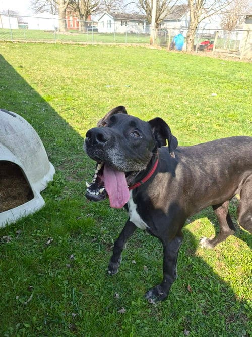 Photo of Hank, adoptable Great Dane in Columbus, Indiana