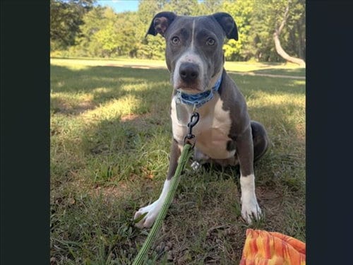 Photo of Bucket, adoptable Pit Bull Terrier in Chapel Hill, North Carolina
