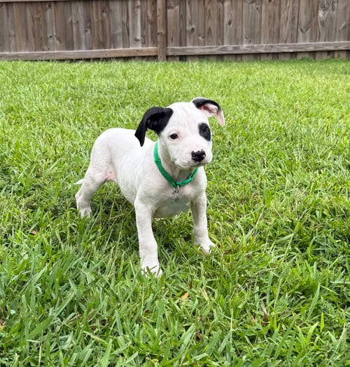 Photo of Button - Sewing Litter, adoptable Pit Bull Terrier in Holly Springs, North Carolina