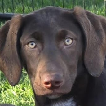 Photo of Ube, adoptable Weimaraner / Mixed Breed (Large) in San Francisco, California