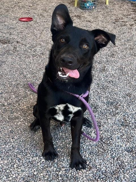 Photo of Rupert, adoptable Labrador Retriever in Mesa, Arizona