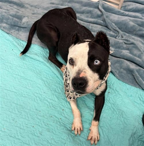 Photo of Smacks, adoptable Pit Bull Terrier in Detroit, Michigan