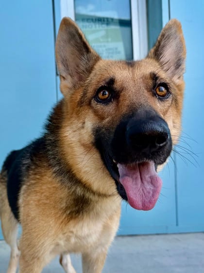 Photo of Shay, adoptable German Shepherd in New Orleans, Louisiana