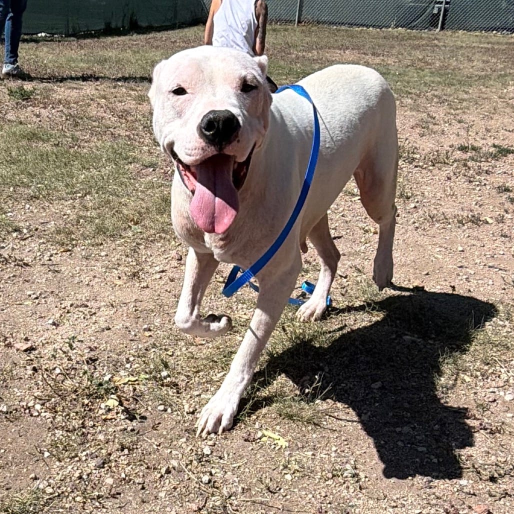 Photo of Daliah (Formerly Lucy), adoptable Dogo Argentino in Colorado Springs, Colorado