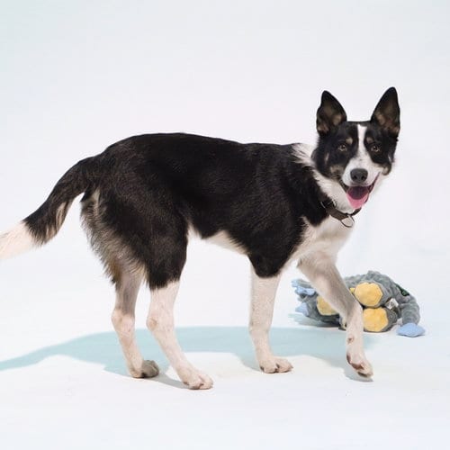 Photo of Moose, adoptable Australian Cattle Dog/Blue Heeler in Oakland, California