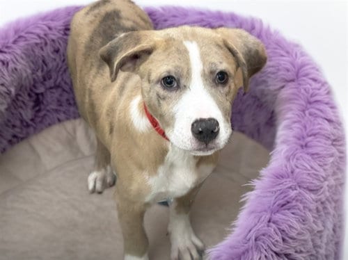 Photo of Pixie, adoptable Labrador Retriever in Ft Lauderdale, Florida