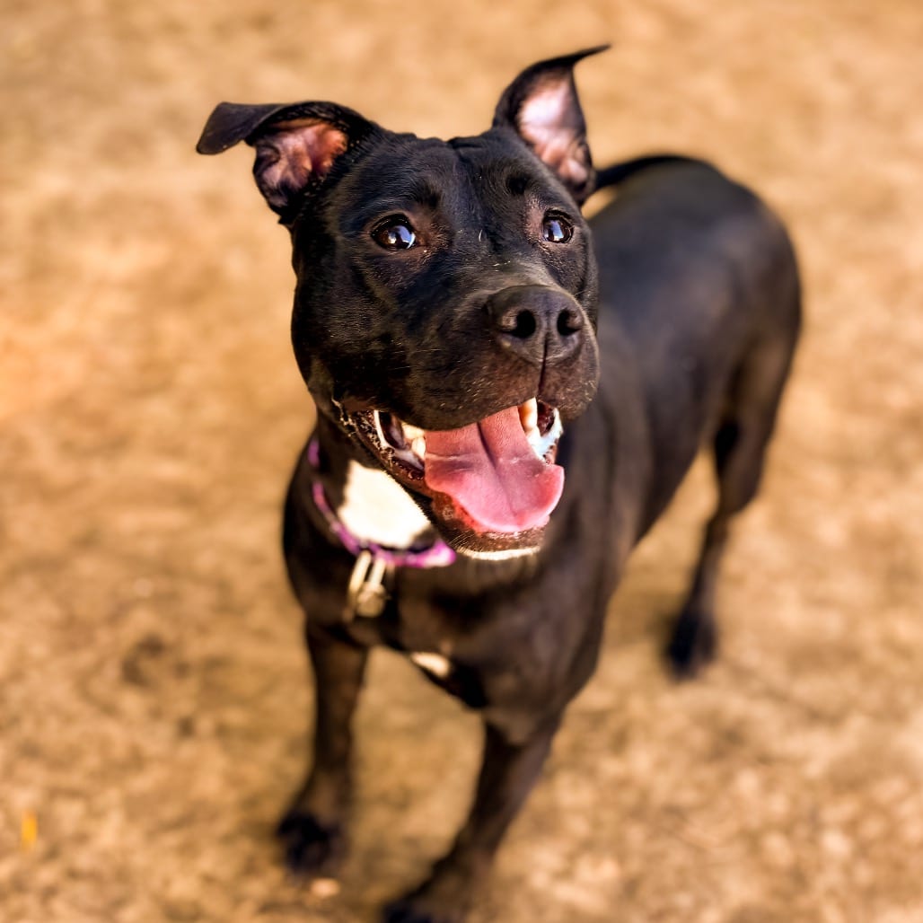Photo of Georgia, adoptable Terrier, Pit Bull / Mixed Breed (Medium) in Ohio, Ohio