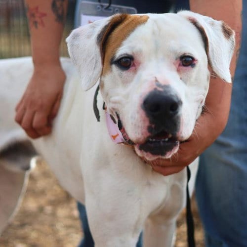 Photo of Nyle, adoptable Boxer in San Antonio, Texas