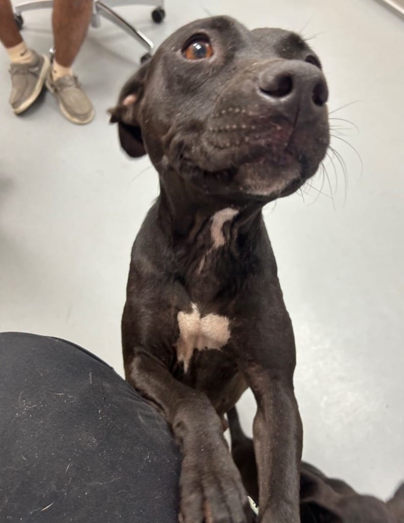 Photo of Elmer, adoptable Pit Bull Terrier in Hartsville, South Carolina