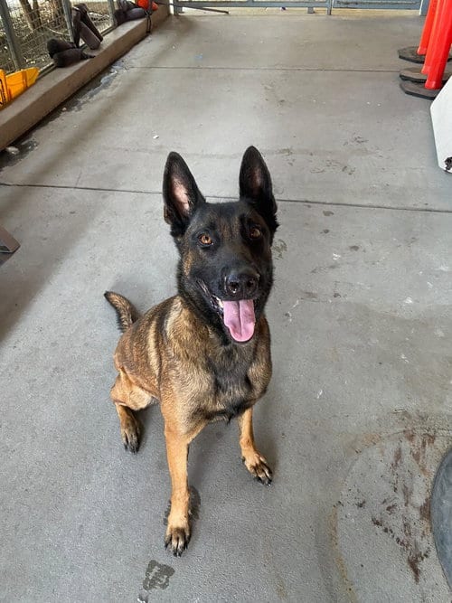 Photo of Gemma - Located in Utah, adoptable Belgian Shepherd Malinois in Imlay City, Michigan