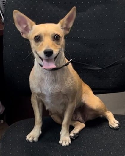 Photo of Loaf, adoptable Chihuahua, Short Coat/Mix in Bakersfield, California
