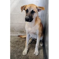 Photo of Lucas, adoptable German Shepherd Dog in San Bernardino, California