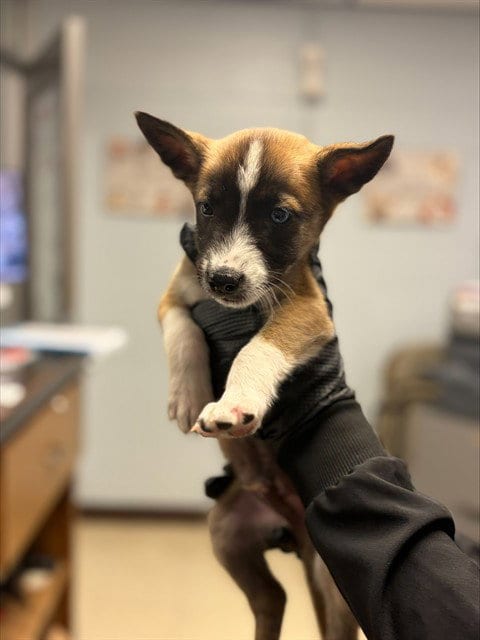 Photo of A377936, adoptable Siberian Husky in Stockton, California