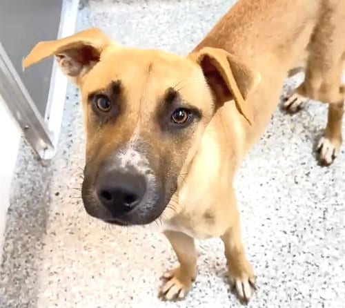 Photo of A660541, adoptable Black Mouth Cur in Houston, Texas
