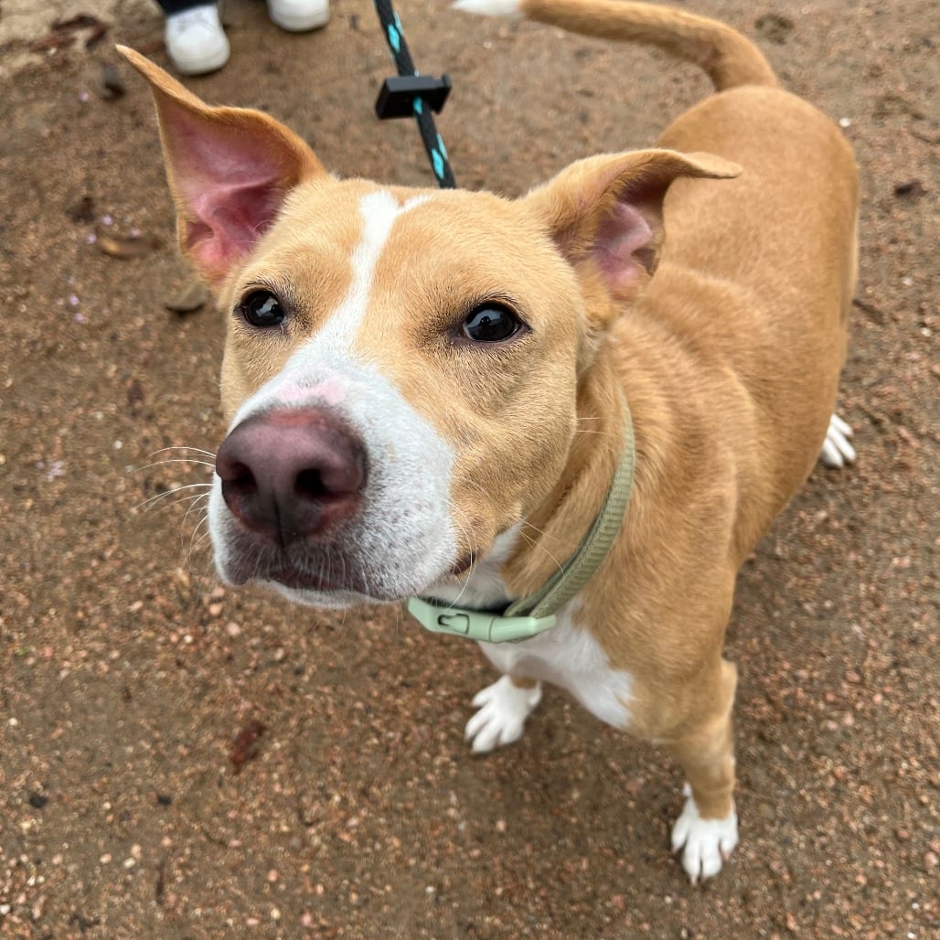 Photo of Max (Hermes), adoptable Terrier, American Staffordshire in Houston, Texas