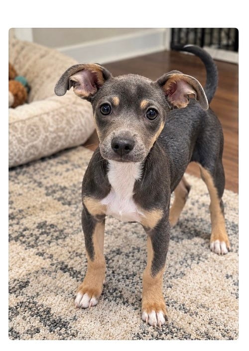 Photo of Stu, adoptable Chihuahua in Mooresville, North Carolina