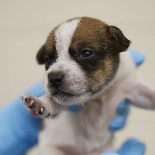 Photo of Thunder, adoptable Terrier in San Antonio, Texas